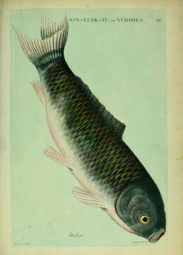 Image of carps and minnows