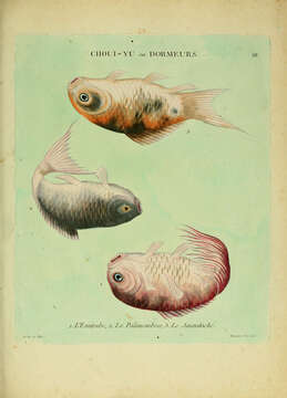 Image of carps and minnows