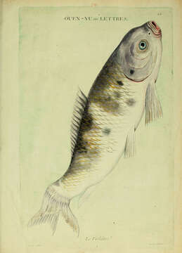 Image of carps and minnows