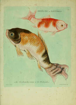 Image of carps and minnows