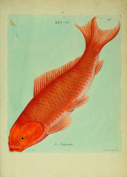 Image of carps and minnows