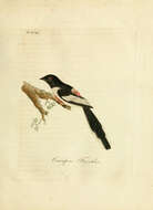 Image of White-bellied Minivet