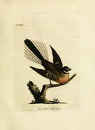 Image of Grey Fantail