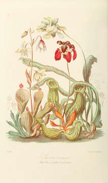 Image of pitcher plants