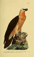 Image de Gypaetus Storr 1784