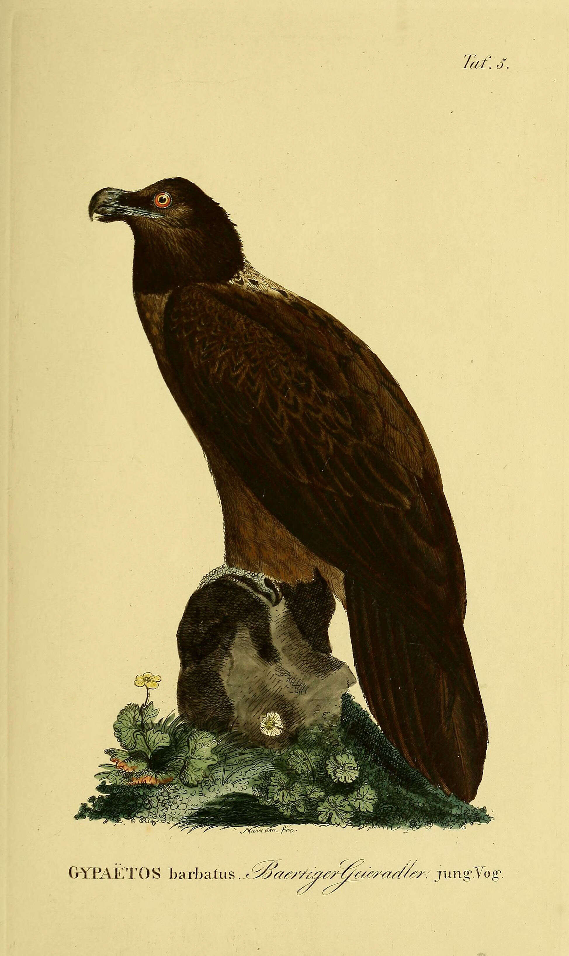 Image de Gypaetus Storr 1784