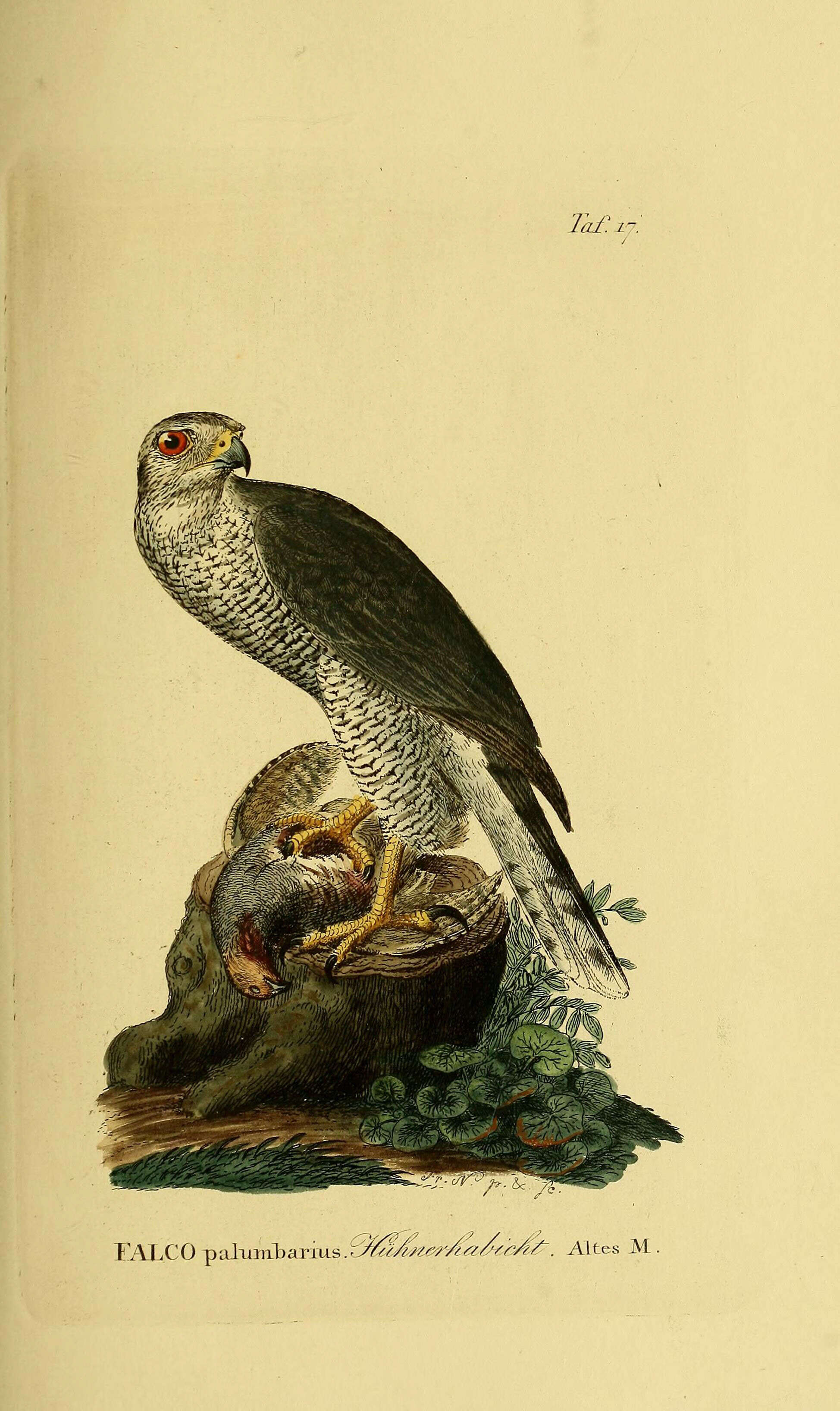 Image of Eurasian Goshawk