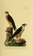 Image of Eurasian Hobby