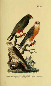 Image of Red-footed Falcon