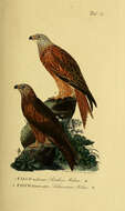 Image of Red Kite