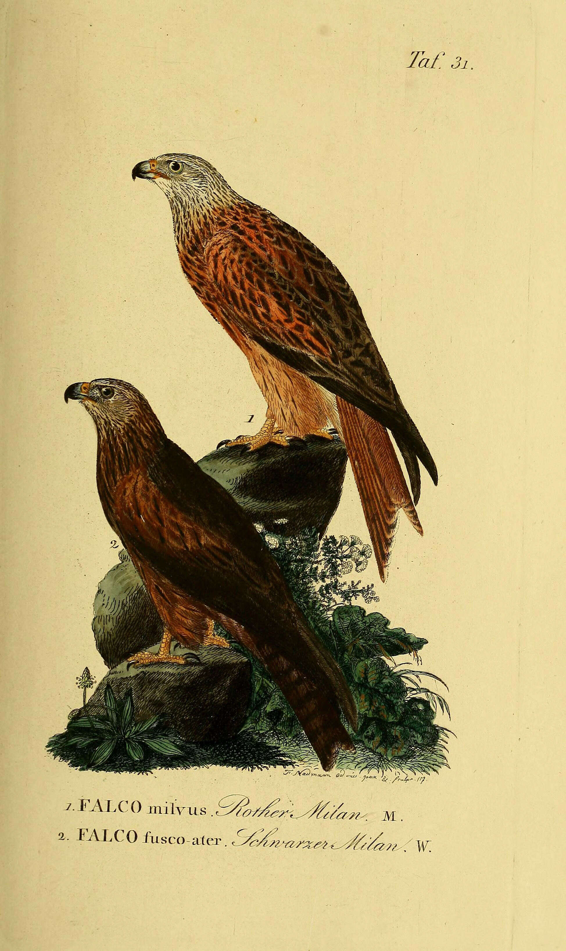 Image of Red Kite