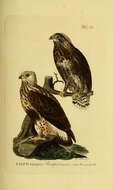 Image of Rough-legged Buzzard