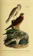 Image of Montagu's Harrier