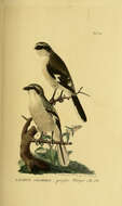 Image of Great Grey Shrike