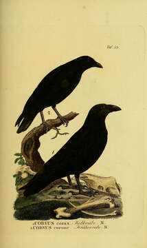 Image of Northern Raven