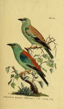 Image of European Roller