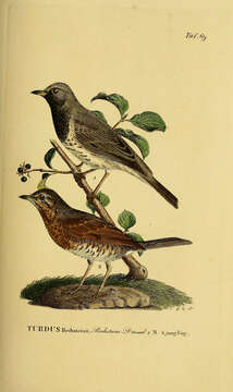 Image of Black-throated Thrush