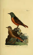 Image of Common Rock Thrush