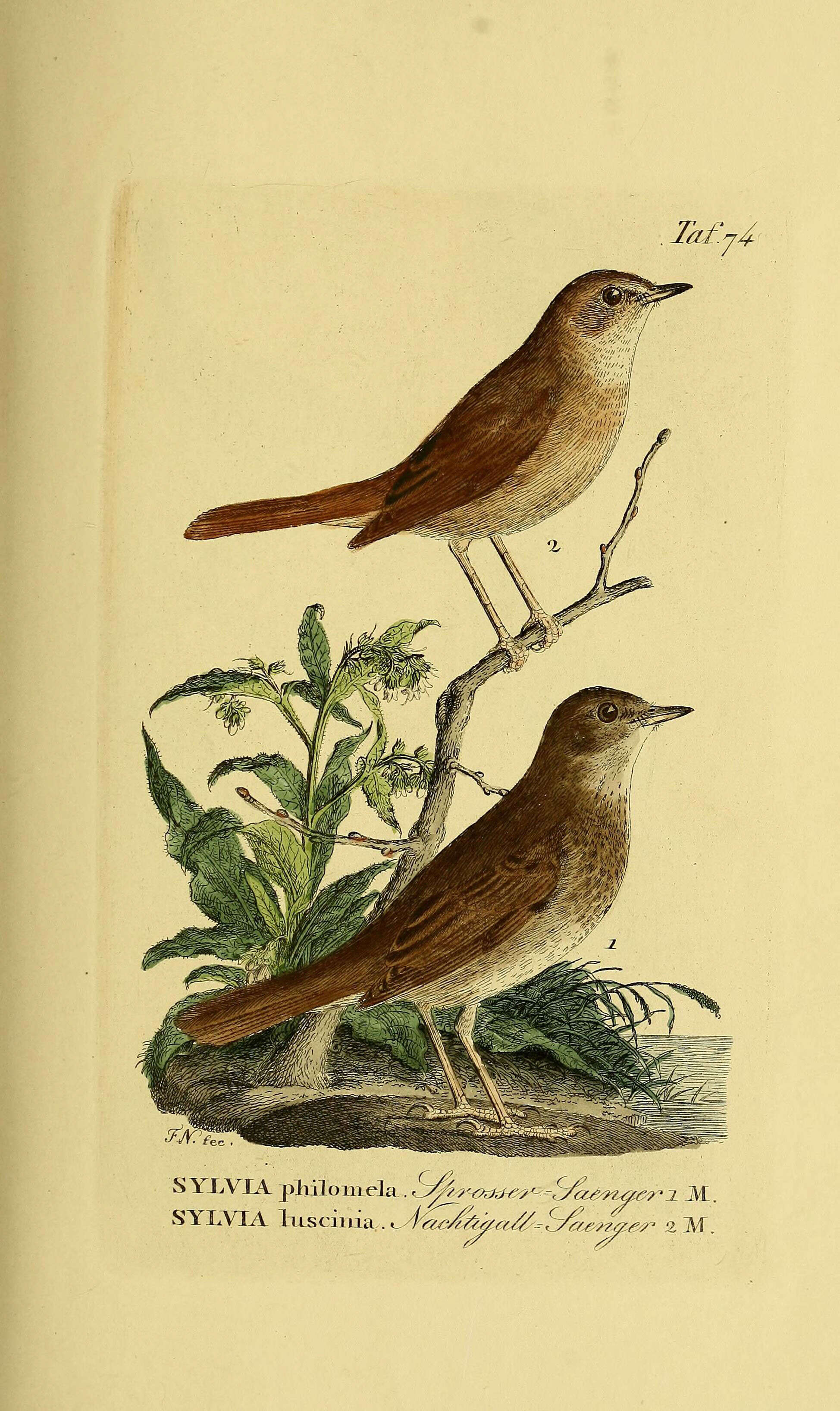 Image of Thrush Nightingale