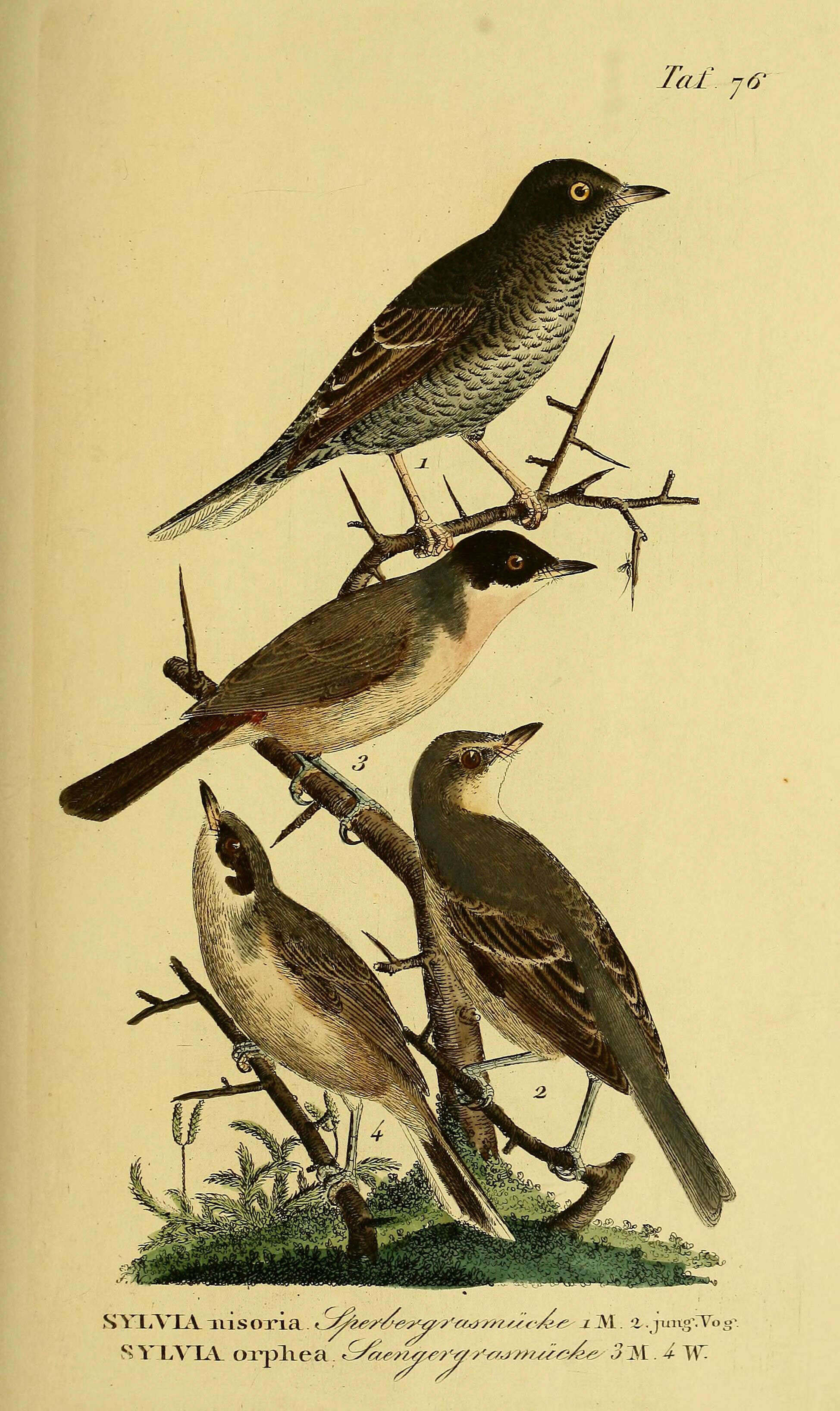 Image of Barred Warbler