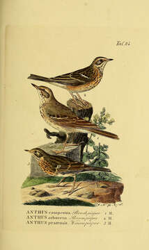 Image of Tree Pipit