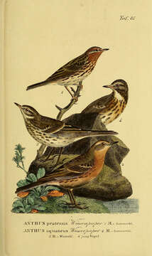 Image of Meadow Pipit