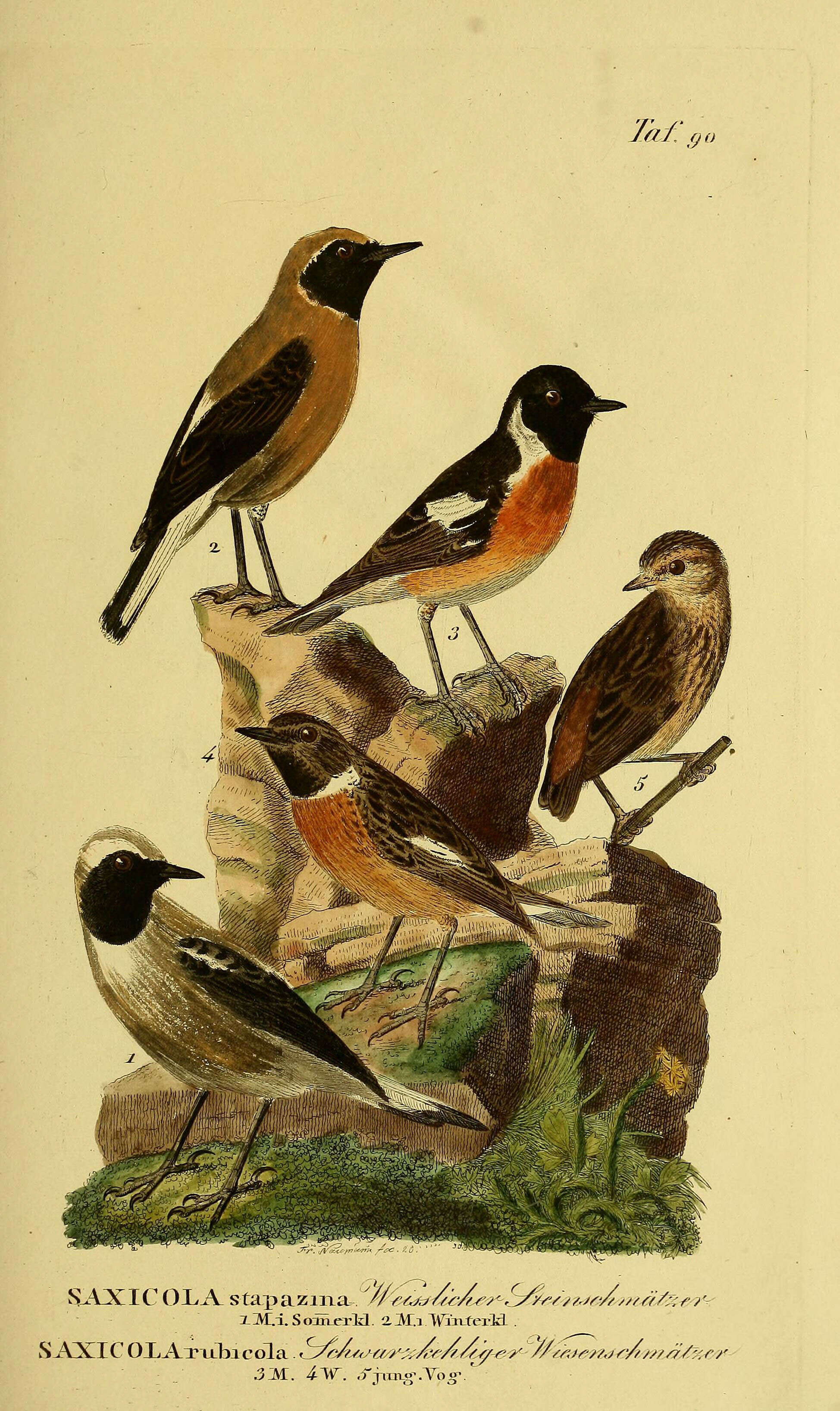 Image of European Stonechat