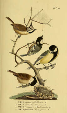 صورة Periparus Sélys-Longchamps 1884