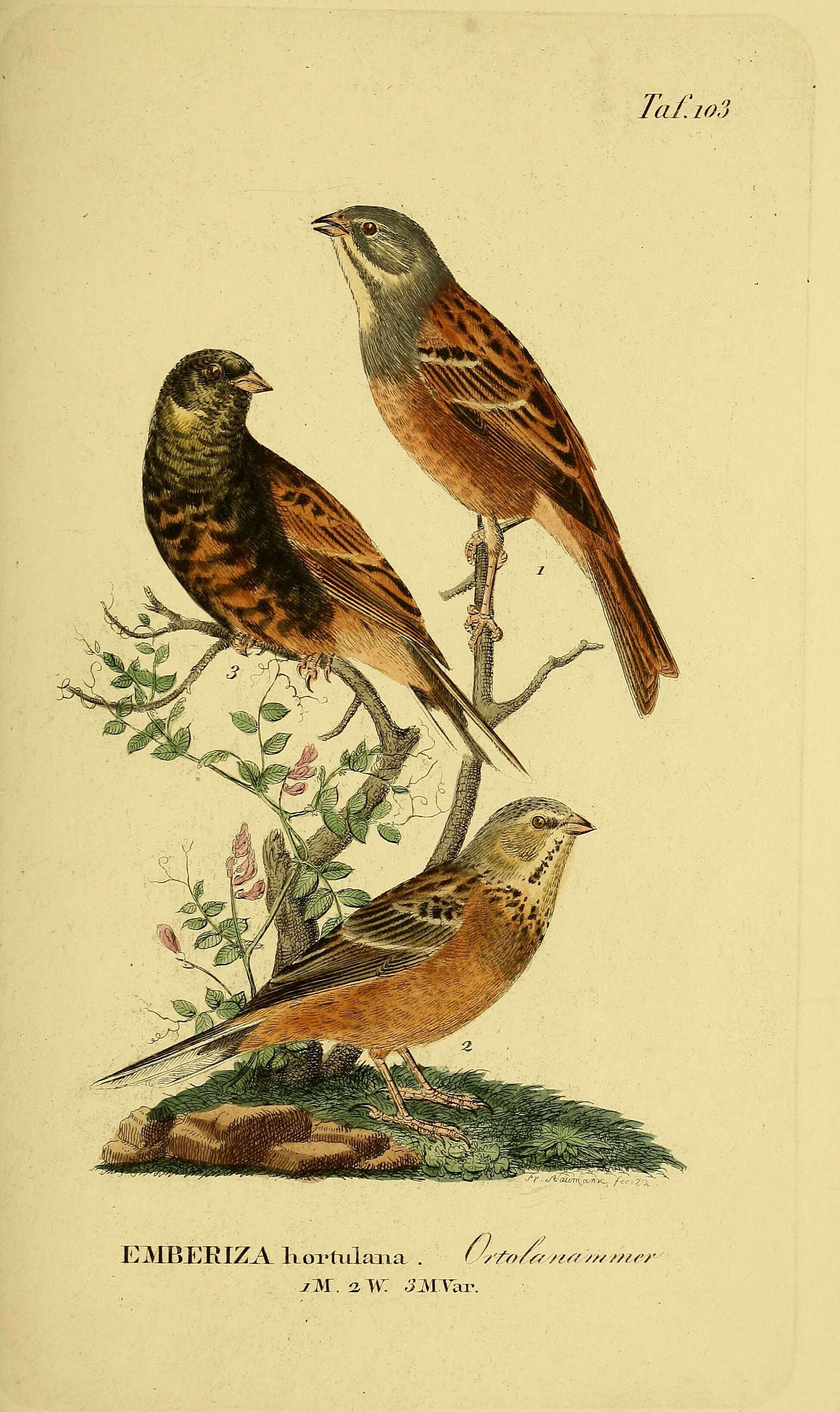 Image of Ortolan Bunting