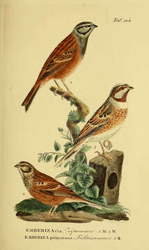 Image of European Rock Bunting