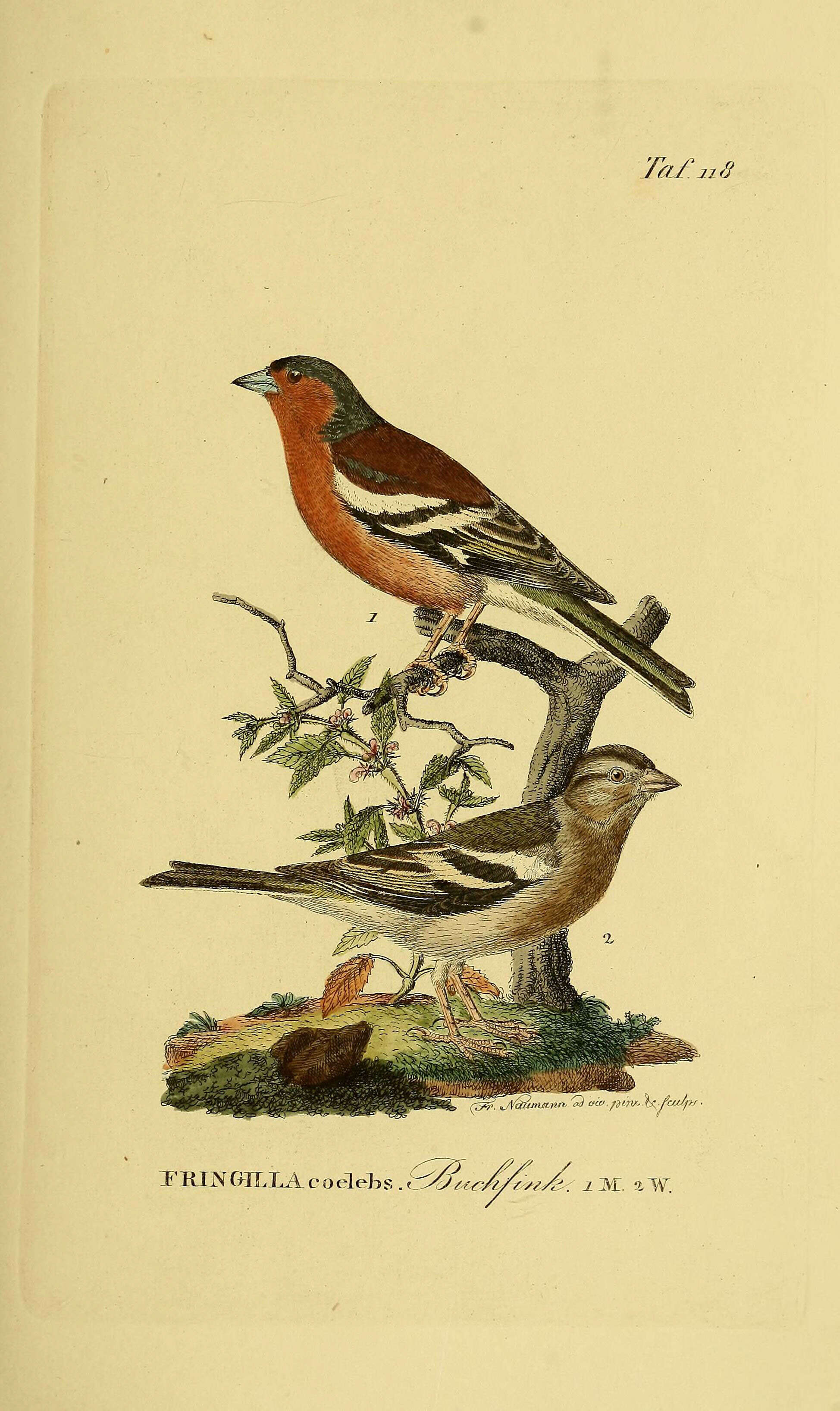 Image of Fringilla Linnaeus 1758