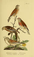 Image of Common Linnet