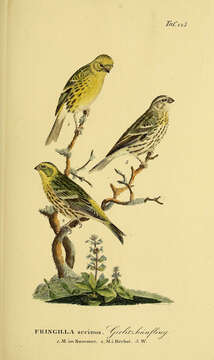 Image of serin, european serin