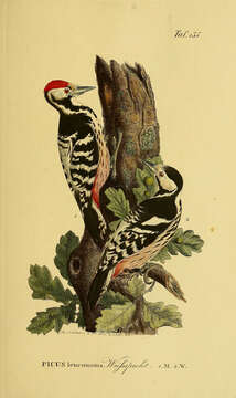 Image of White-backed Woodpecker