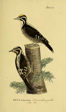 Image of Eurasian Three-toed Woodpecker