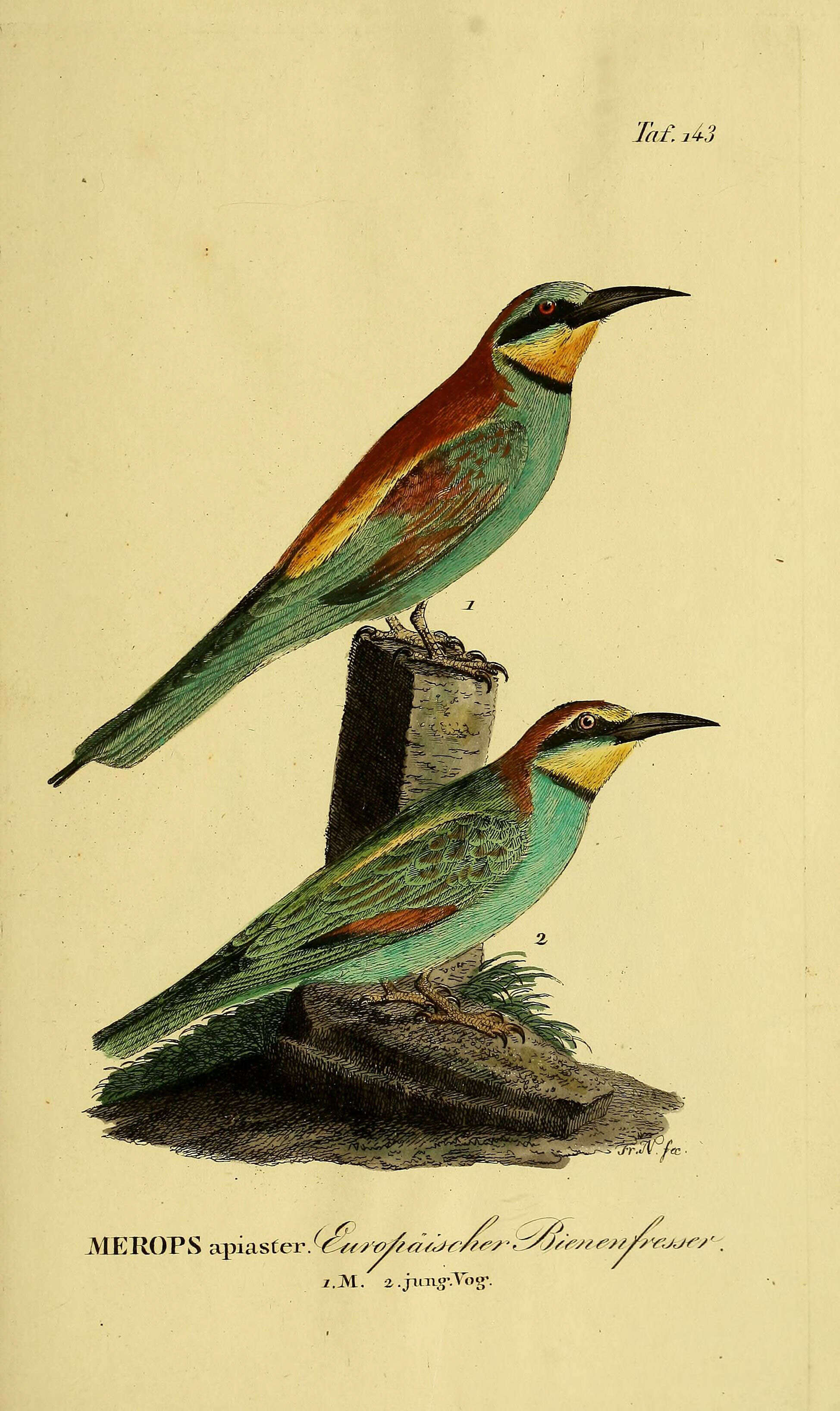 Image of bee-eater, european bee-eater