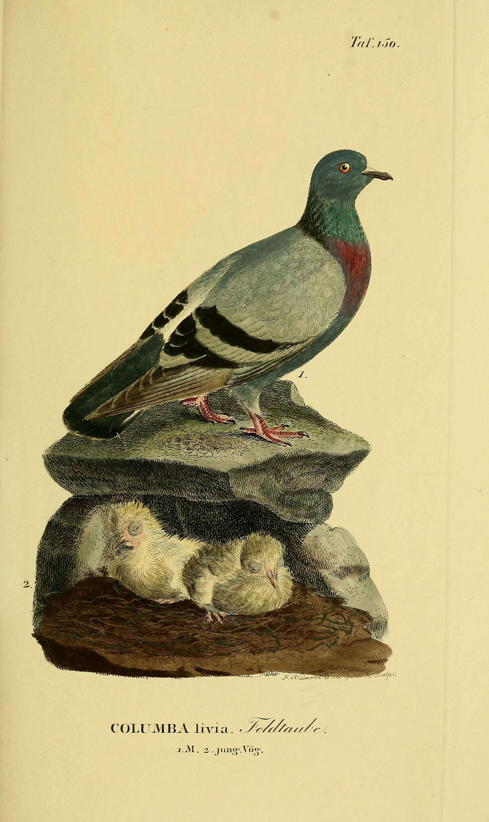 Image of Common Pigeon