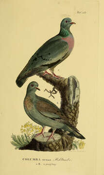 Image of Stock Dove