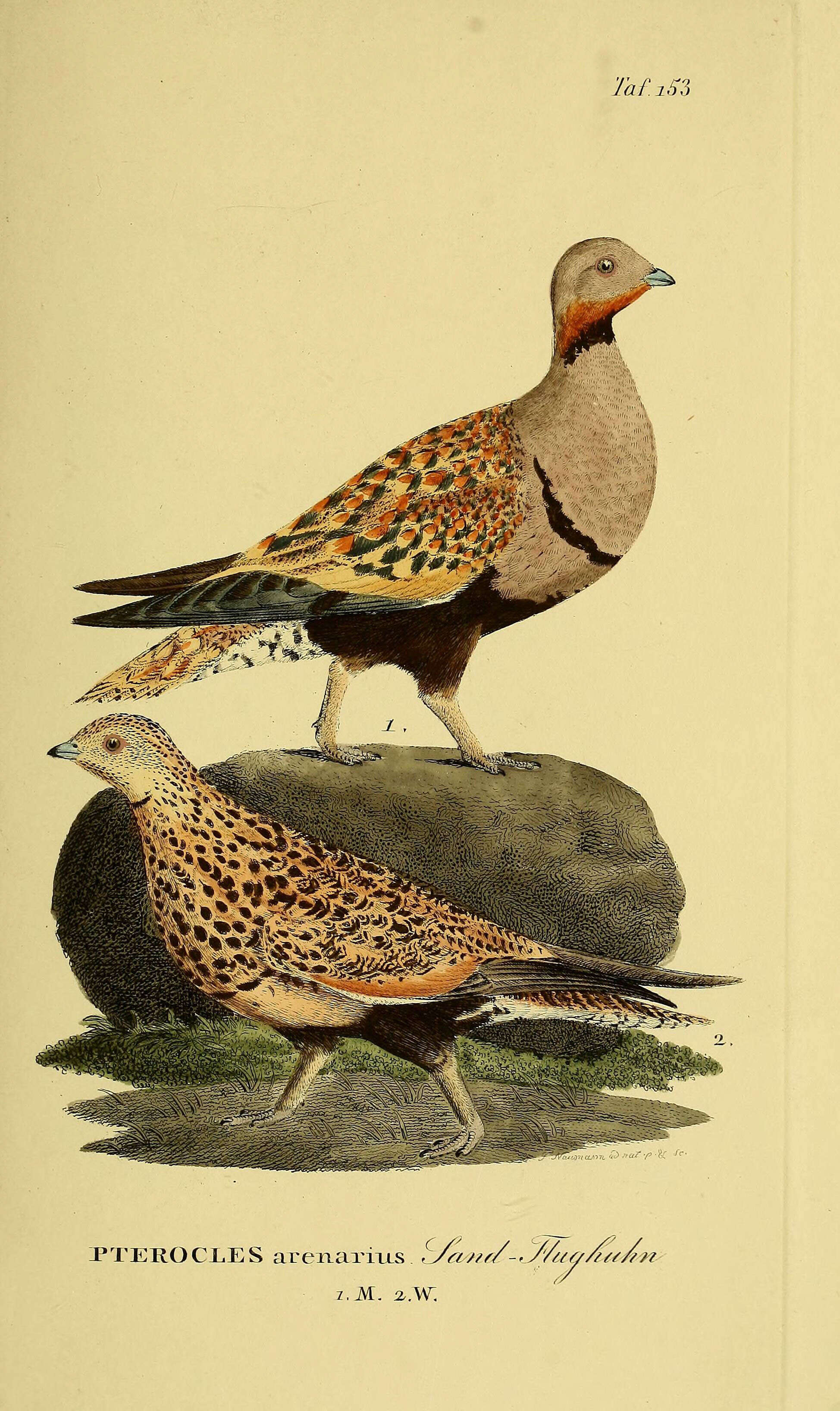 Image of Black-bellied Sandgrouse