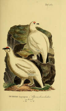 Image of Ptarmigan