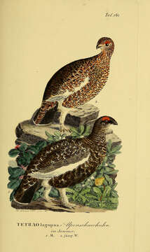 Image of Ptarmigan