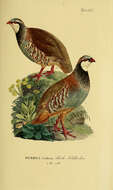 Image of Red-legged Partridge