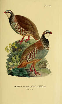 Image of Red-legged Partridge