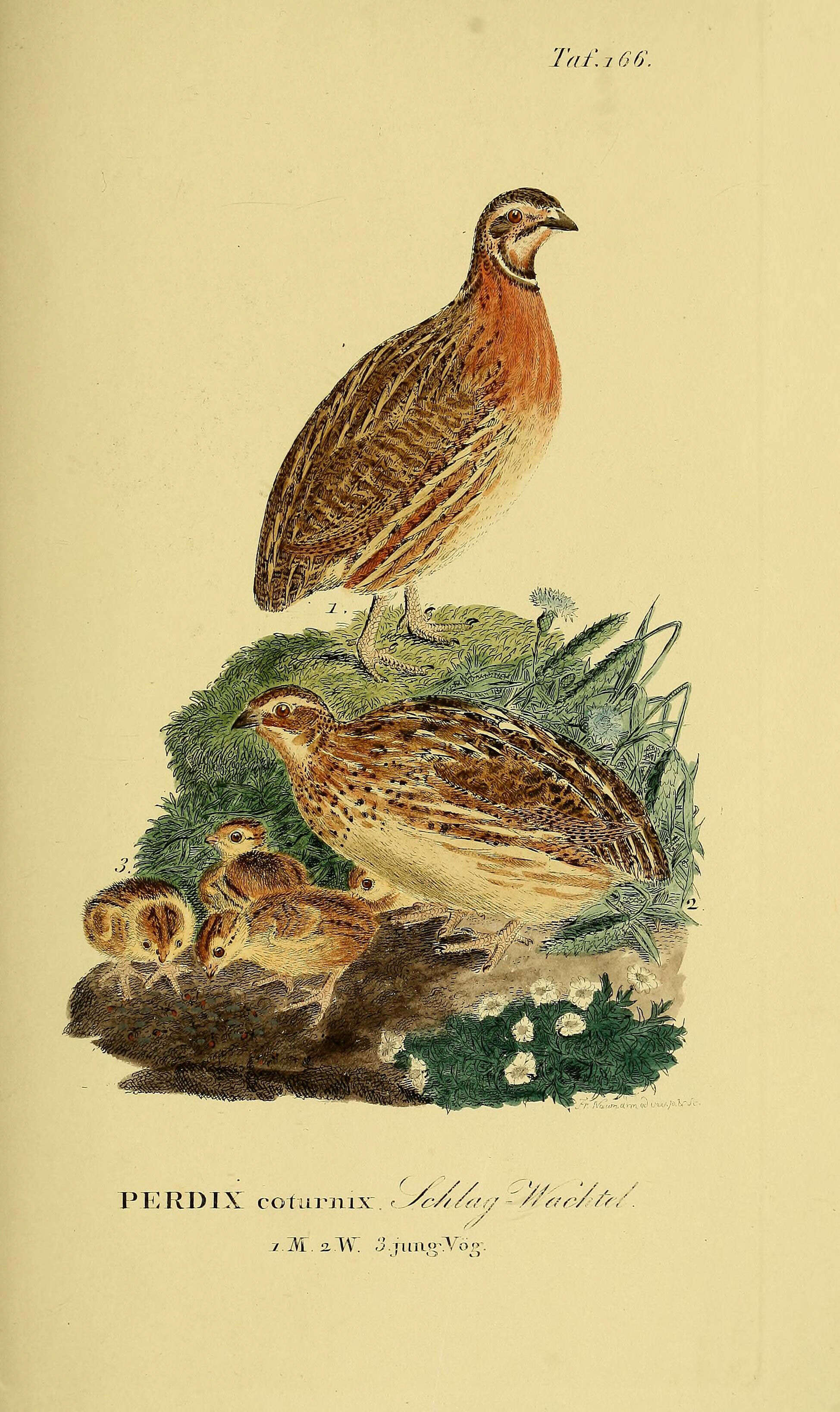 Image of Common Quail