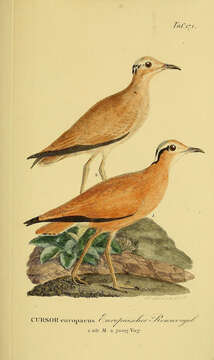 Image of Cream-colored Courser