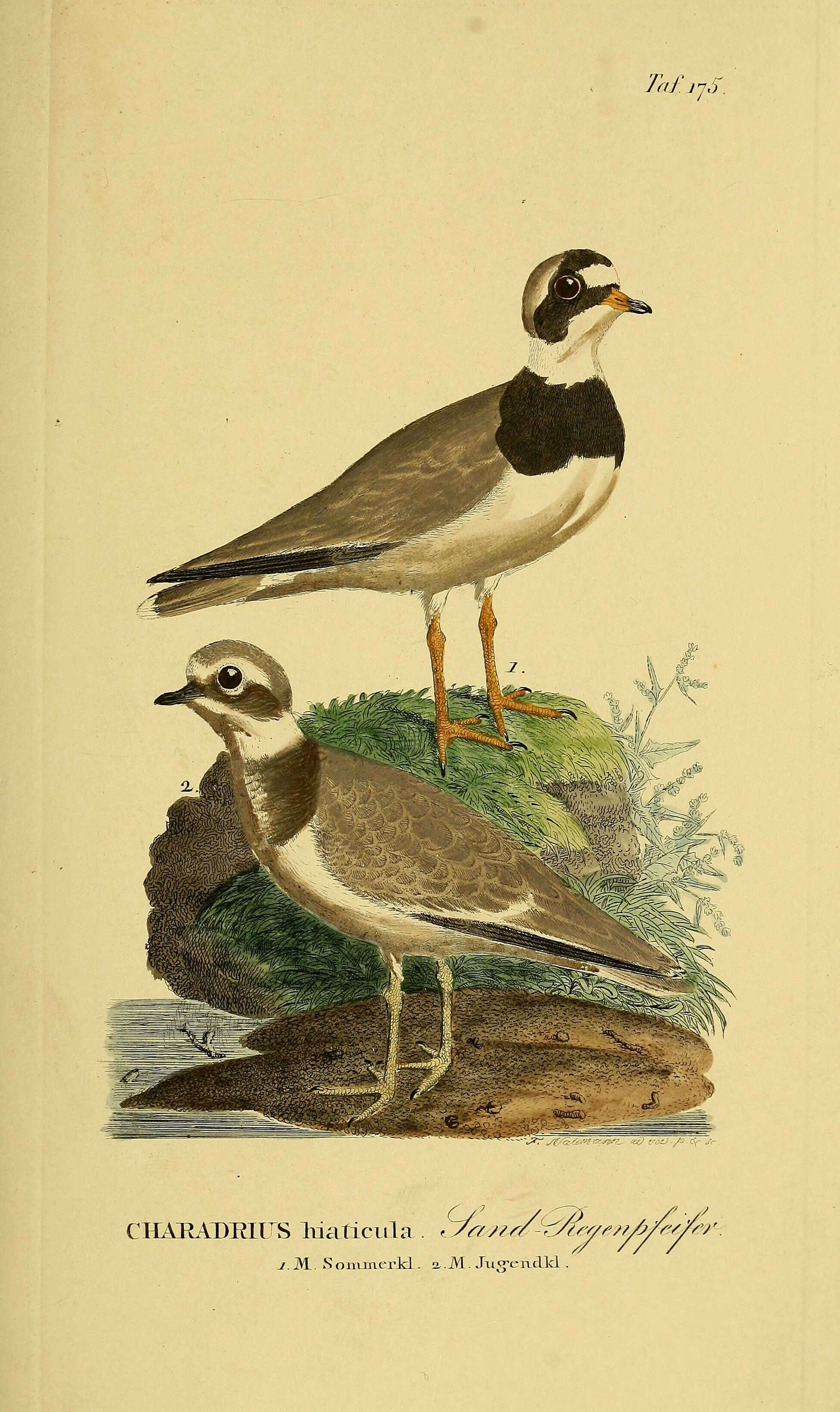 Image of ringed plover, common ringed plover