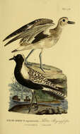 Image of Pluvialis Brisson 1760