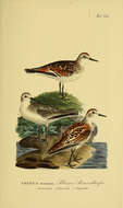 Plancia ëd Calidris minuta (Leisler 1812)