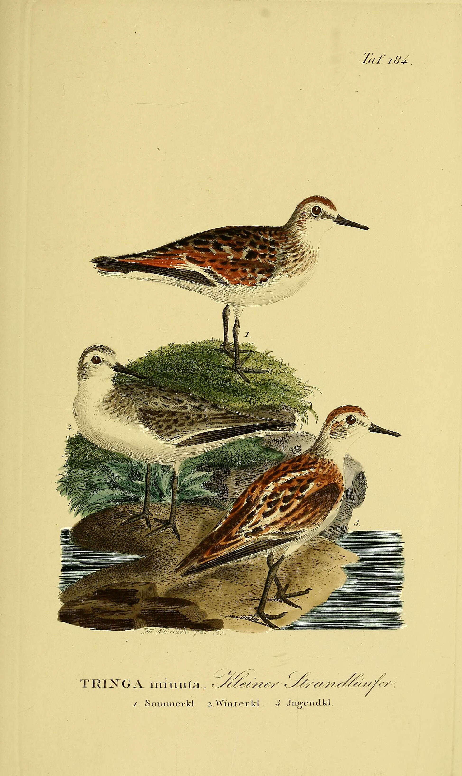 Image of Little Stint