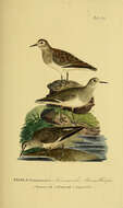 Image of Temminck's Stint